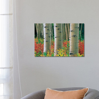 Quaking Aspen Forest, Colorado II by Tim Fitzharris - Wrapped Canvas Print