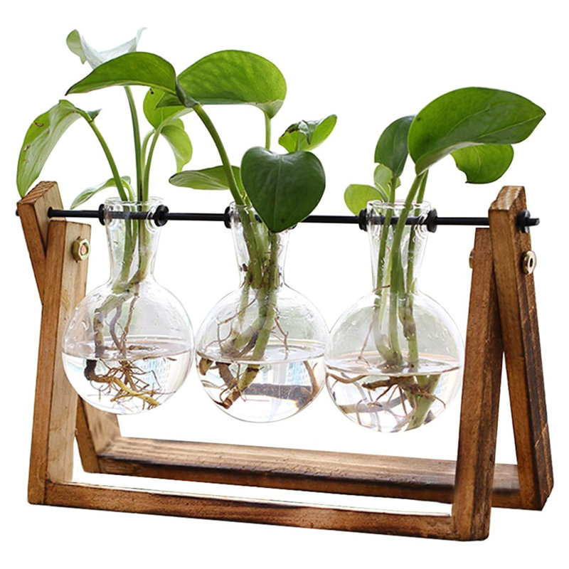 Plante terrarium avec support en bois