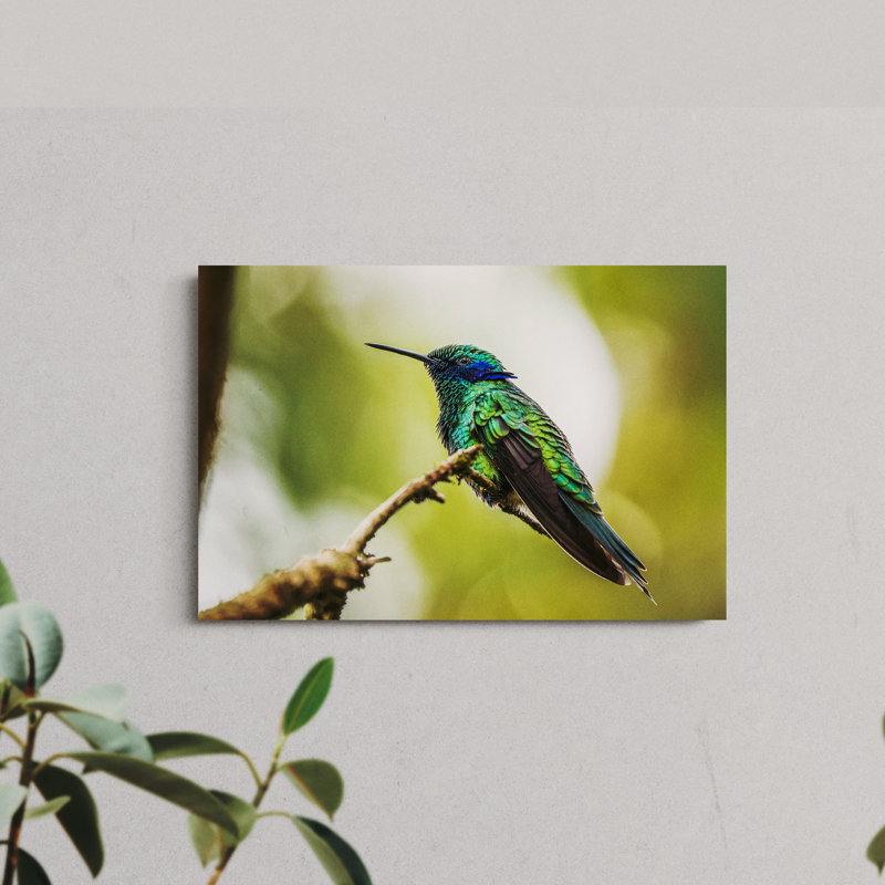 A Sparkling Violetear on a Branch, 8" H x 12" W