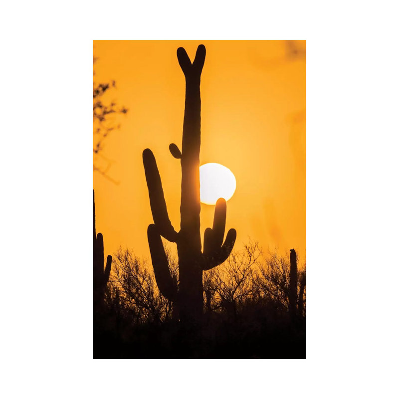 États-Unis, Arizona, parc national de Saguaro. Saguaro Cactus At Sunset par Jaynes Gallery - Photographie sur toile tendue