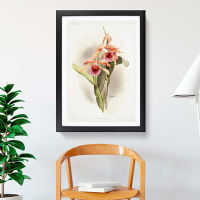 Magnolia Flowers Illustration Tab. 33 by Frederick Sander - Picture Frame Painting Print