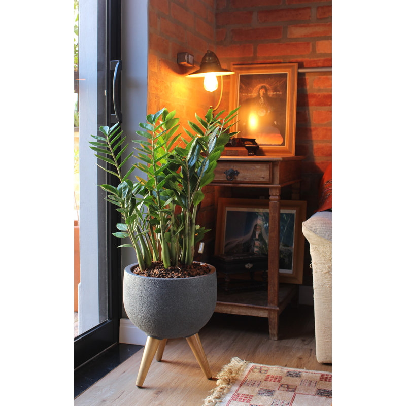 Pot à fleurs en plastique Lawrenceville, Gris anthracite
