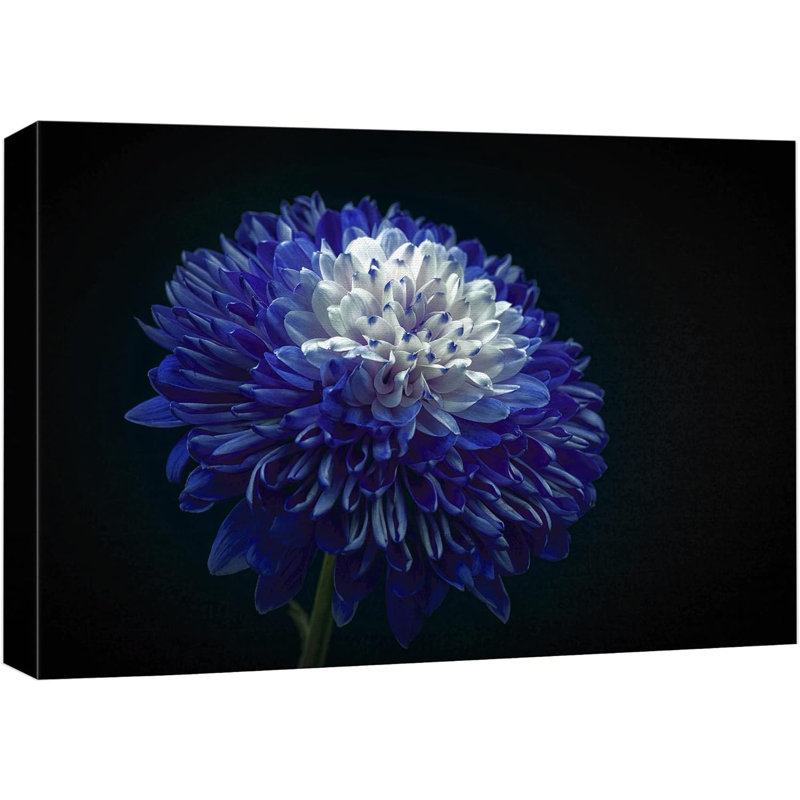 «Blooming Blue White Chrysanthemum» sur, H 12 po x l 18 po