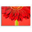 "Red Gerbera On Red 04" par Tom Quartermaine-617673296