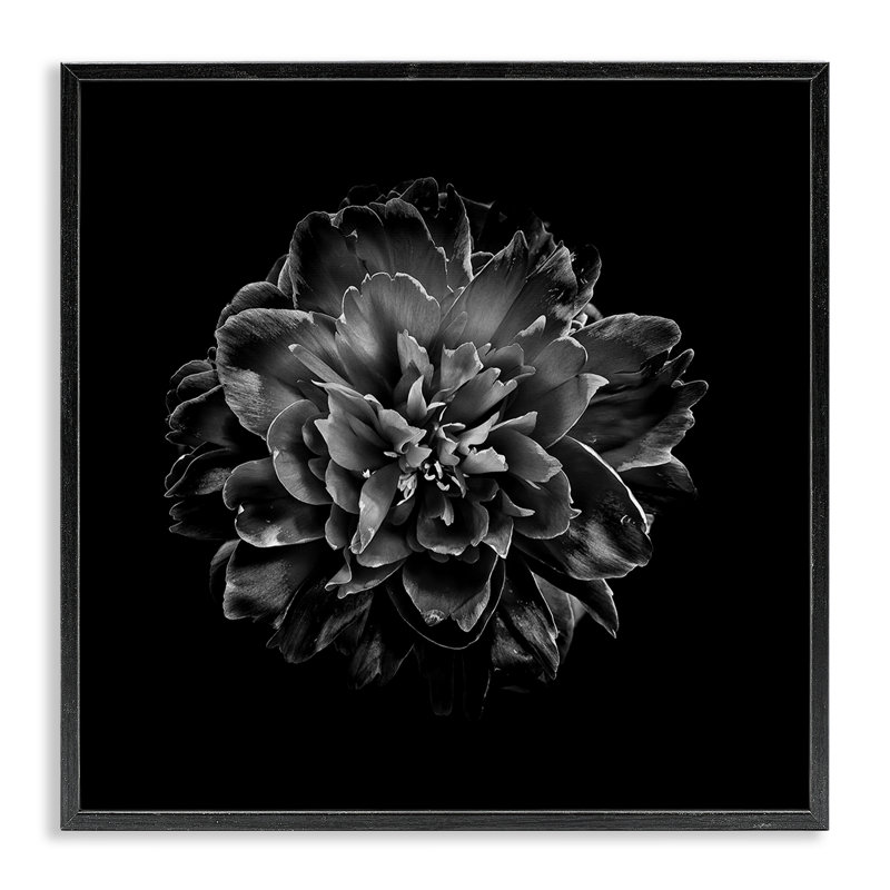  Œillet foncé sur estampe numérique par Brian Carson, Giclée encadrée noir minuit, H 12 po x l 12 po