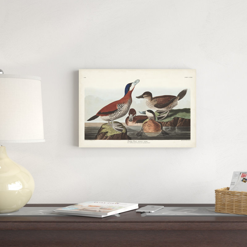 Pl 343 Ruddy Duck, H 12 po x l 18 po