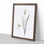 Lady Tulip Flowers by Pierre-Joseph Redoute - Picture Frame Painting Print-55582134-55582135