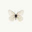 « white papillon », impression sur toile-21487733-71994062-72009263