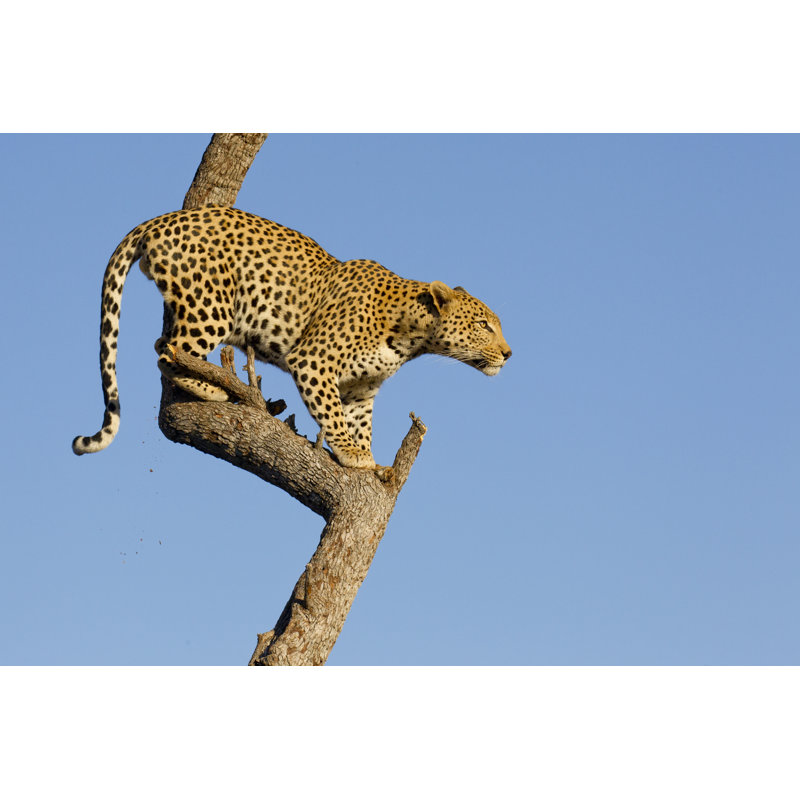 Leopard On Tree by StuPorts - Wrapped Canvas Print, 61cm H x 91cm W x 3.8cm D