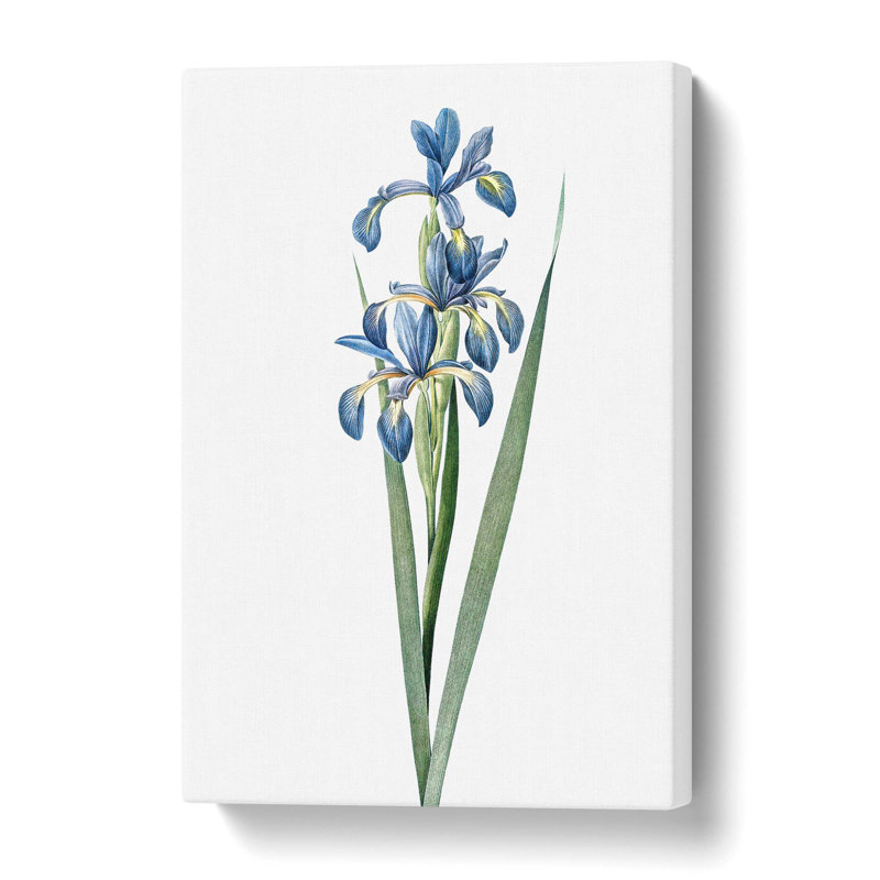 Blue Iris Flowers - Wrapped Canvas Painting, 50 cm H x 35 cm W