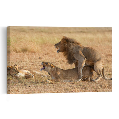 Wild Lions Mating Contemporary Cat Lion Nature Wildlife Wall Art Print 1 Piece Wrapped Canvas Wall Art