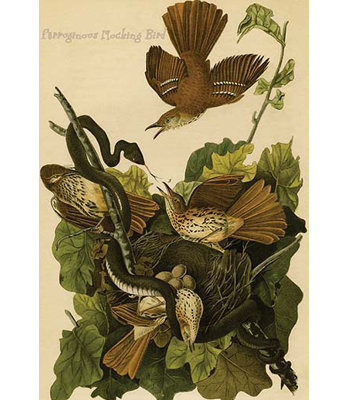 Oiseaux moqueux ferruginous-impression d’art graphique