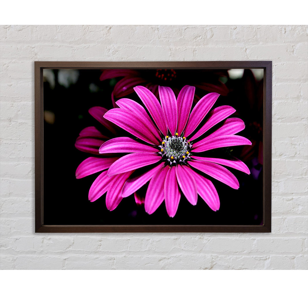 Cerise Daisy Petals - Druck