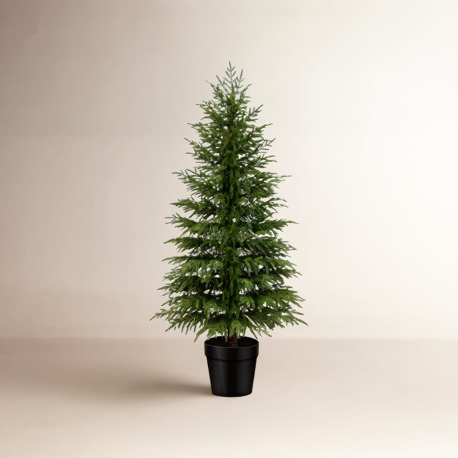 6' Pine Tree, 5' H