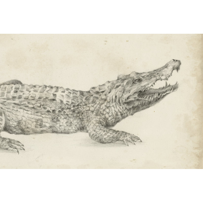 Impression sur toile tendue « crocodile sketch » par Ethan Harper, H 20 po x l 30 po