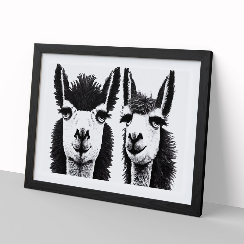 Flawless Llamas - Single Picture Frame Print, Black Framed, 46cm H x 64cm W x 2cm D