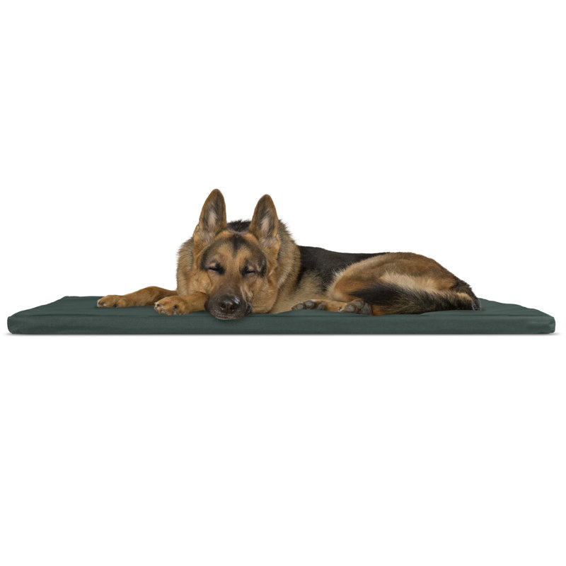 Nap™ Polyester Pet Bed, Green / Gray, Extra Large (42" W x 24" D x 1.25" H)