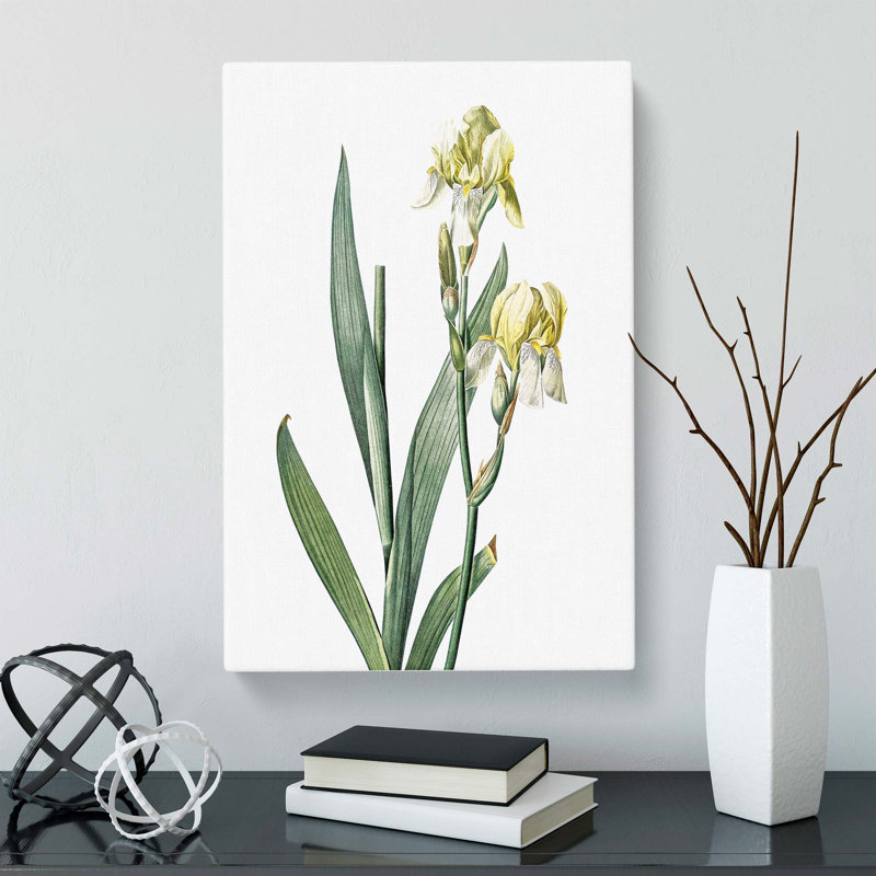 Lemon Yellow Iris Flowers by Pierre-Joseph Redoute - Wrapped Canvas Painting, 76cm H x 50cm W x 3cm D