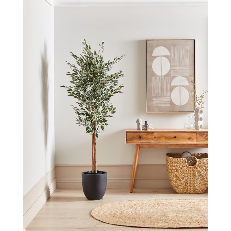 167cm Faux Ficus Tree in Planter