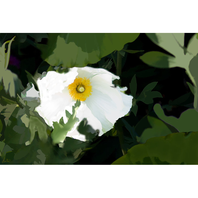 Oncoba Spinosa Print by Tom Kostes, 17.25" H x 21.25" W x 0.875" D