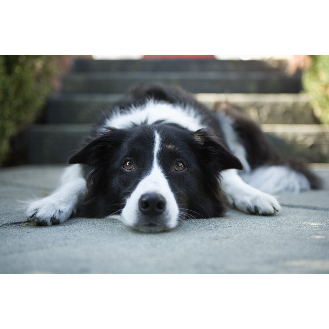 Border Collie von Echo1 - Kunstdrucke auf Leinwand ohne Rahmen