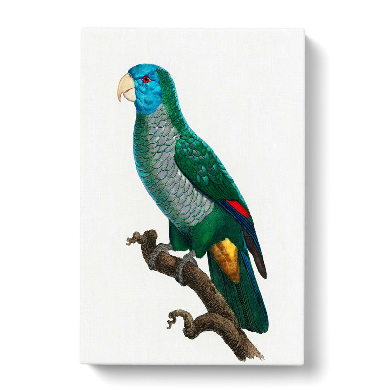Saint Lucia Smazon Parrot by F. Levaillant - Wrapped Canvas Painting, 50cm H x 35cm W x 3cm D