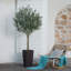 Olive artificielle résistante aux rayons UV Altera pour décoration intérieure et extérieure, grande base en plastique avec galets-1763515153-1763515152