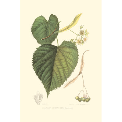 American Linden