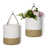 Blanc / Brun