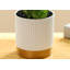 Nouvelle décoration de cactus tropical Bonsai