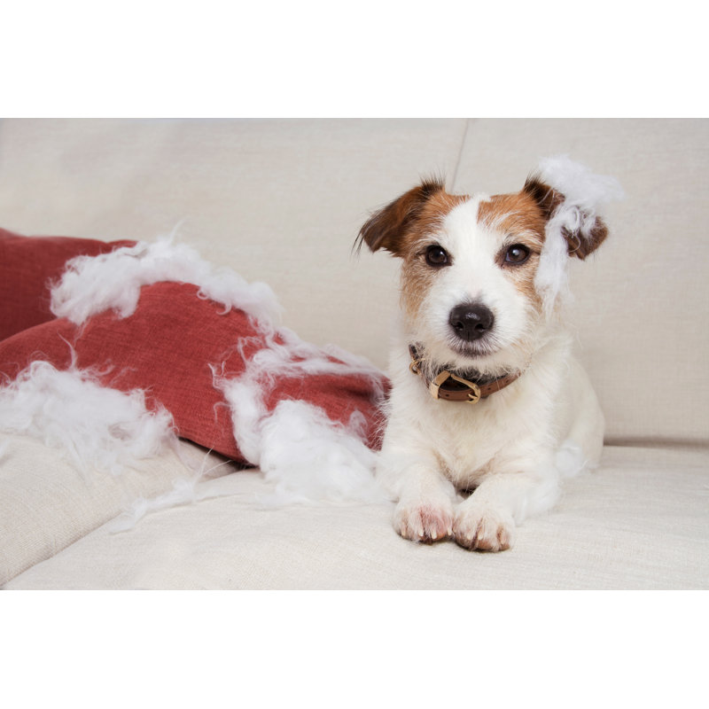 Guilty Dog Mischief by Smrm1977 - Wrapped Canvas Print, 30cm H x 46cm W
