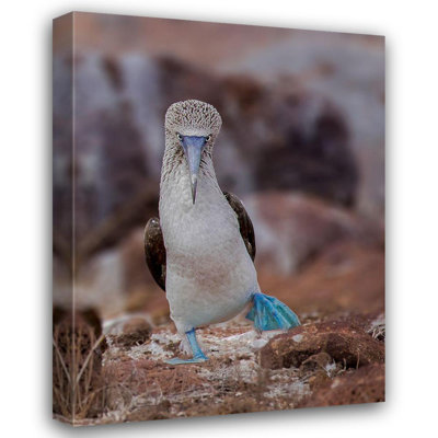 Rosecliff Heights And Wei, Siyu Gallery Wrapped Canvas Art Titled: Blue, Footed Booby