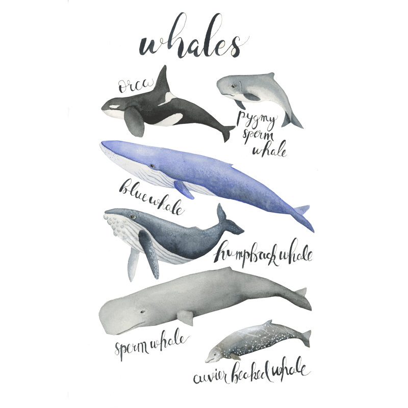 «Whales» par Leah Tedesco sur, Pas de tapis, H 18 po x l 12 po, Toile tendue