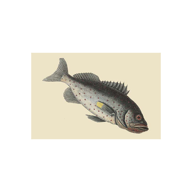 Reproduction d’art graphique, "rock fish" par mark catesby, H 24 po x l 36 po x P 1,5 po