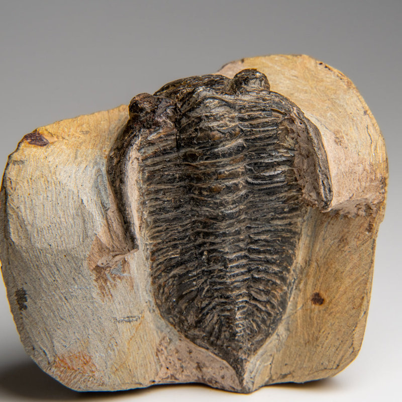 Genuine Hollardops Mesacristata Trilobite On Matrix (1.15 Lbs)
