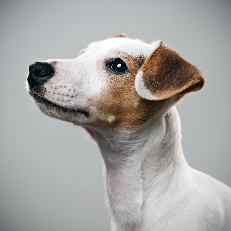 Jack Russell Portrait by Sensorspot, 36" H x 36" W