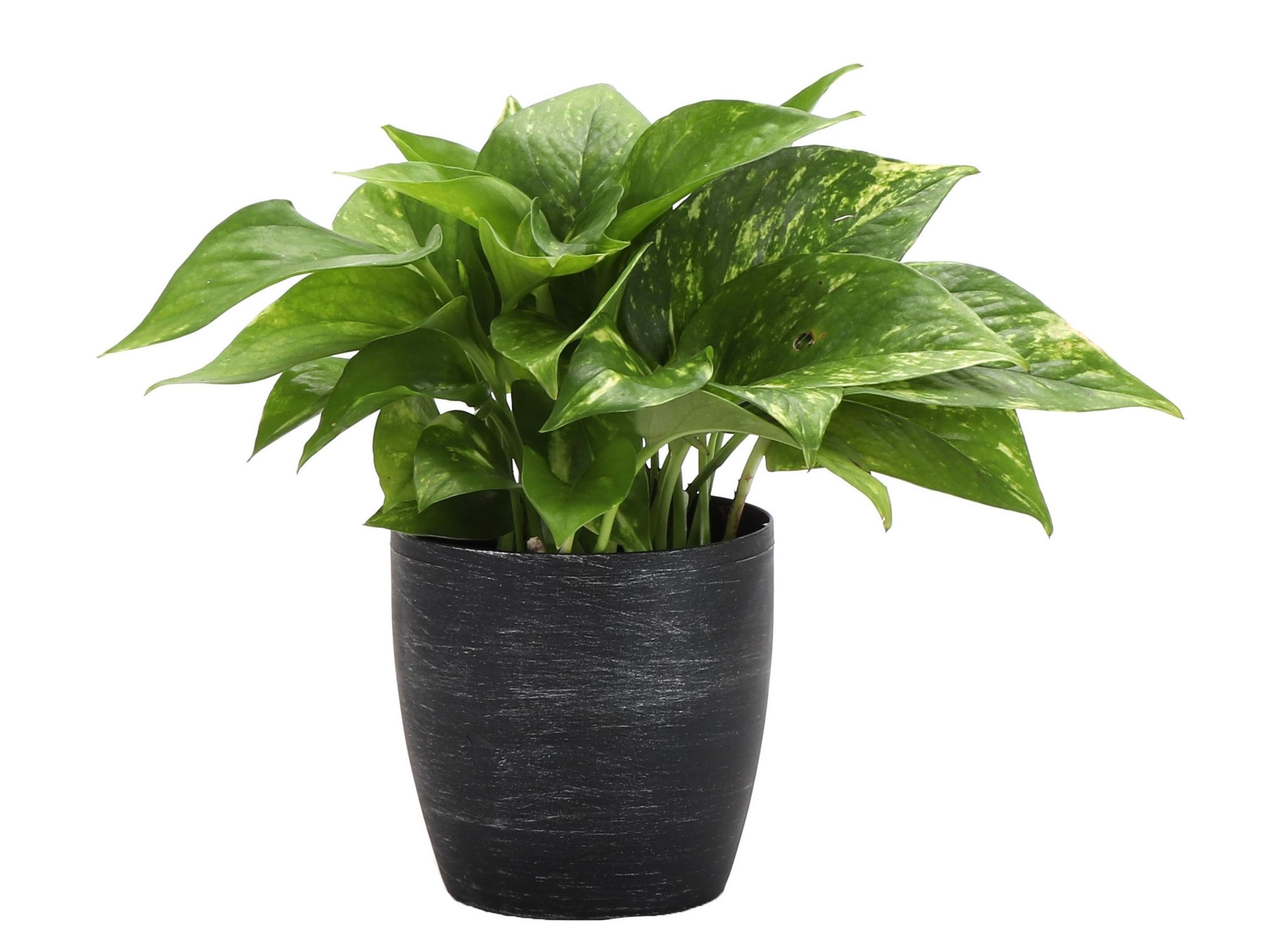 healthy snake plant Sansevieria - Snake Plant