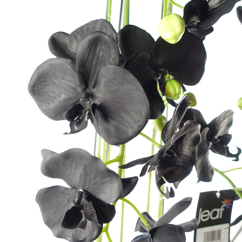 Anneus Arrangement in Pot