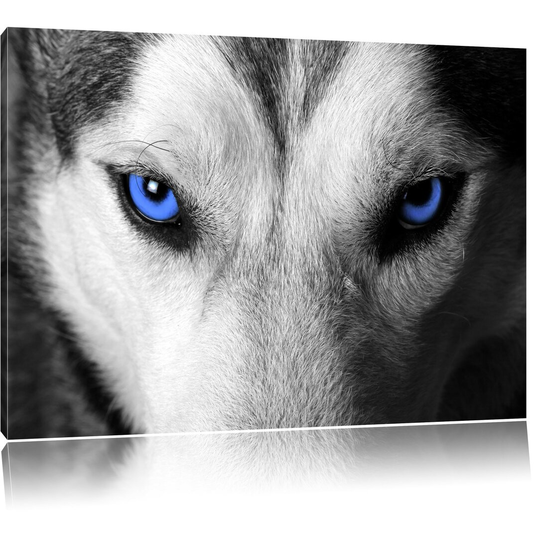 Leinwandbild Husky mit Augen