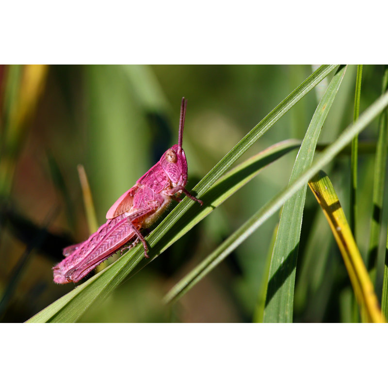 Chylie " Pink Grasshopper ", 8" H x 12" W  