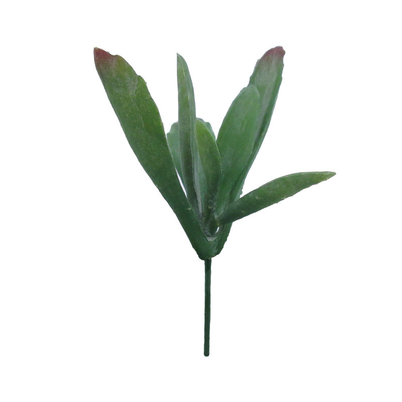Kalanchoe Panda Plant Succulent, Green/Burgundy