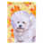 Bichon frisé blanc