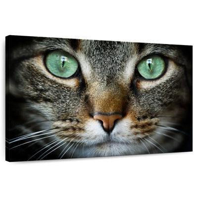 Feline Eyes