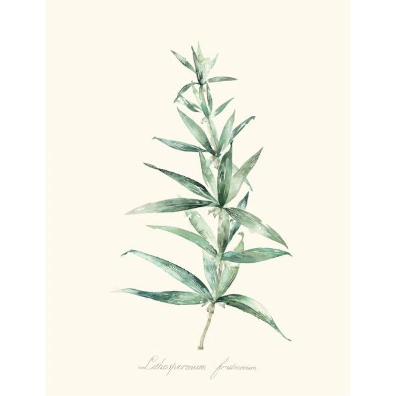 Herb Garden I Print by Sara Brown, Glass Coat, 52" H x 40" W x 1.5" D