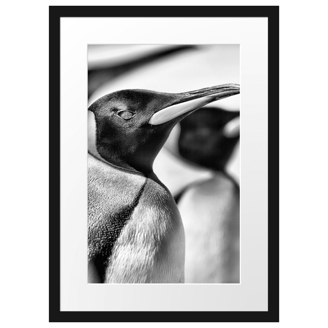 Gerahmtes Poster Pinguine