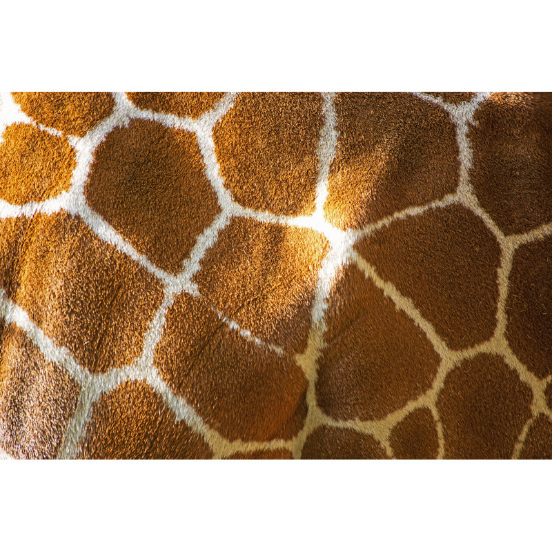 Peau de girafe réticulée par Alpographe