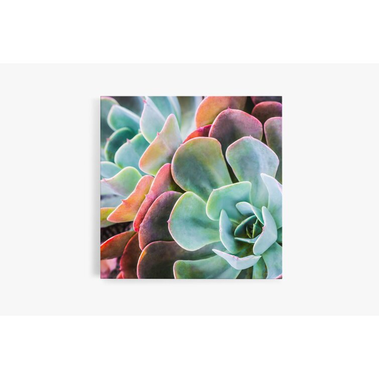 Latitude Run® Echevaria Succulent Kaleidoscope Canvas | Wayfair