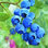 " Blueberries 4 "