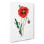 Common Poppy Illustration - Wrapped Canvas Painting-55371305