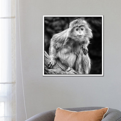 Curious 1 Piece Wall Art on Canvas